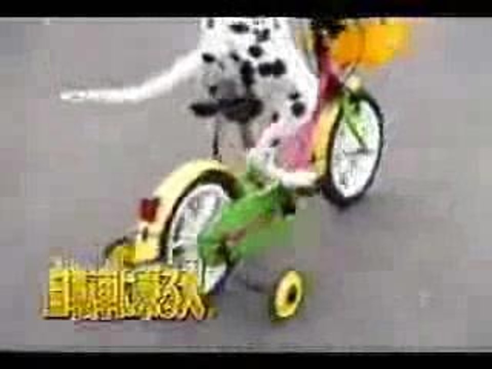 chien-fait-du-velo