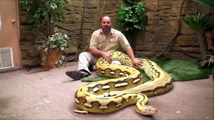 Il s'amuse avec son python géant magnifique