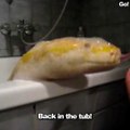 L'heure du bain pour ce python jaune magnifique... et il aime les bulles