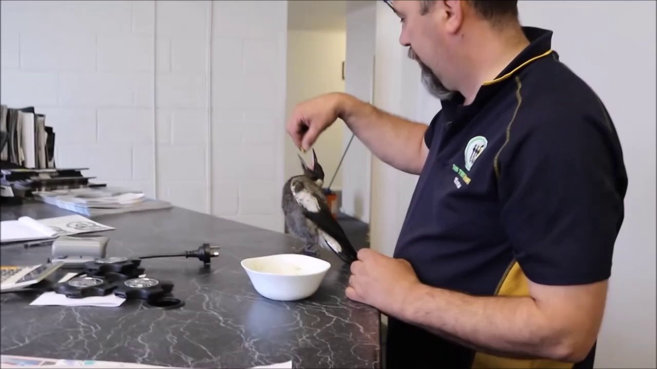 Cette pie sauvée et adoptée par cet homme adore jouer avec le chien de la famille