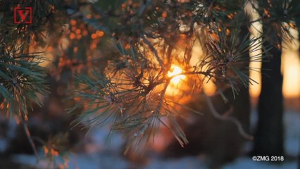 Record-Breaking Midwest Blizzard Causes Over 2,000 Flight Cancellations ✈️