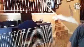 Freakin' Ferrets _ Funny Pet Video Compilation