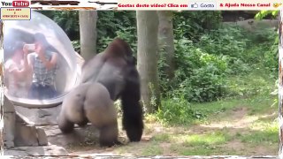 Gorilas Em Cenas Super Divertidas