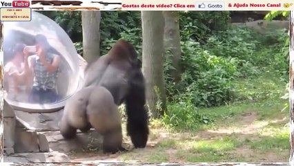 Gorilas Em Cenas Super Divertidas