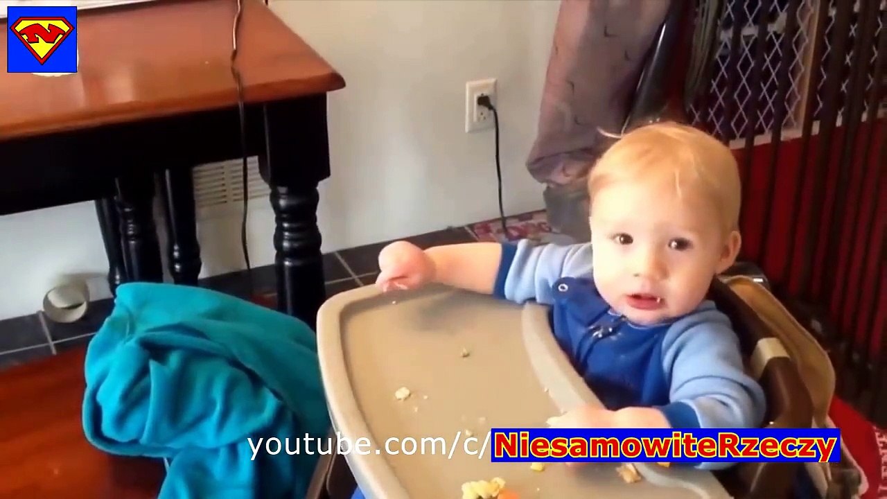 FUNNY CATS_  2018