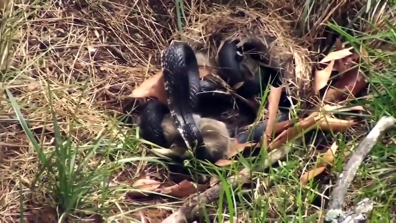 MOTHERS PROTECTING and SAVING their BABIES __ Animal Compilation
