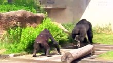 シャバーニ　ドラミング50連 Gorilla  drumming50beat  Best Shabani