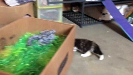 Ferrets Meet A Kitten For The 1st Time_