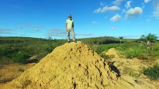Termitas crearon ciudad subterránea del tamaño de Gran Bretaña