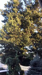 Large Flock of Birds Take Off Together