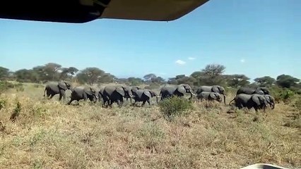 An elephants herd