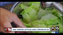 Recent E. coli outbreak in romaine lettuce linked to California