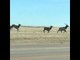 Large Herd of Elks Cross Road