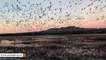 A Swarm Of Cranes And Other Birds Caught On Camera