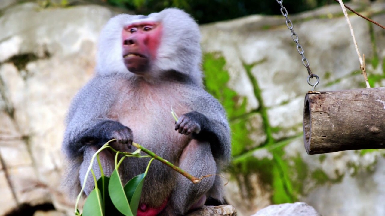 Baby Animals Series 1 06of13 Family Ties