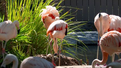 Baby Animals Series 1 09of13 Herd Mentality