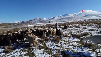 Doğuda hayvancılıkla geçimini sağlayanların kış çilesi