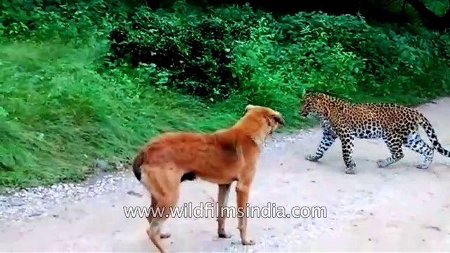 Leopard Vs Dog - scaredy-cat leopard loses