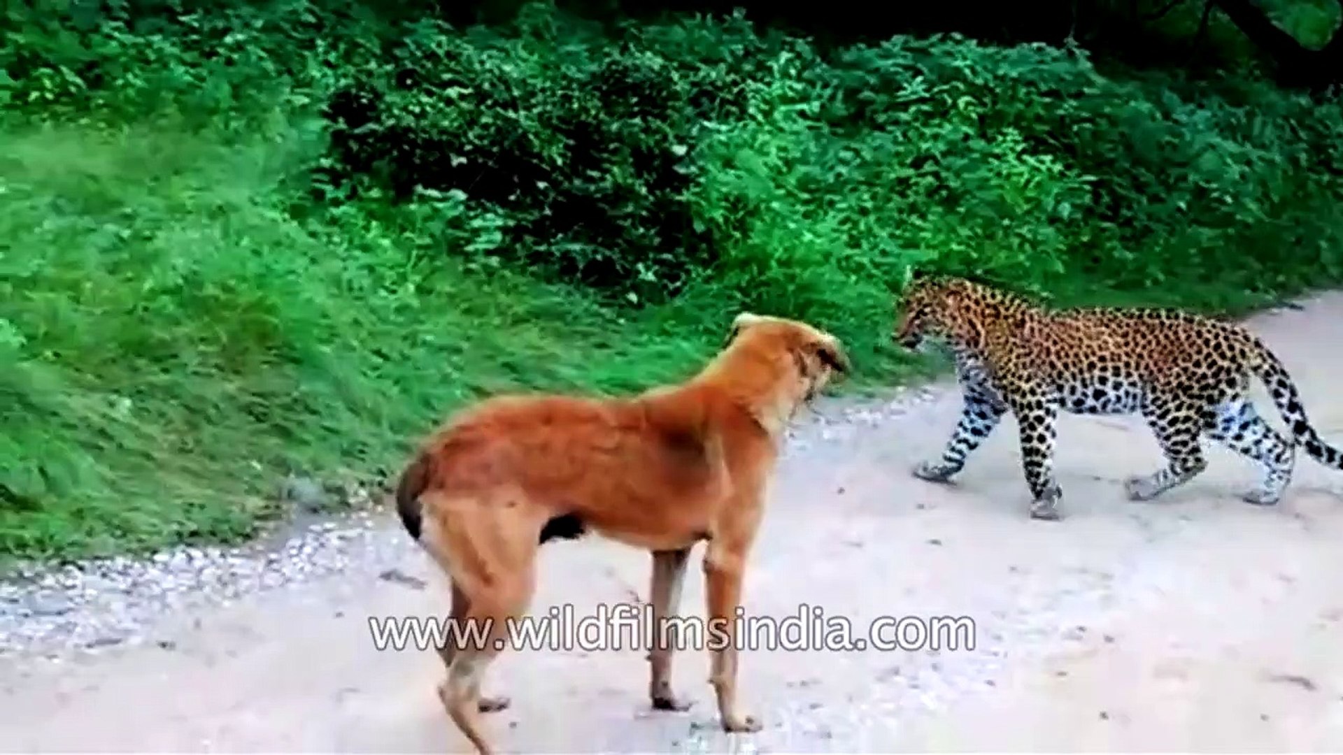 ⁣Leopard Vs Dog - scaredy-cat leopard loses