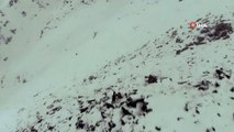 Karla kaplı dağda çengel boynuzlu dağ keçisinin drone ile imtihanı böyle görüntülendi