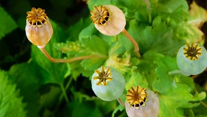 森島 匠 Poppy Seed Pods in the Garden