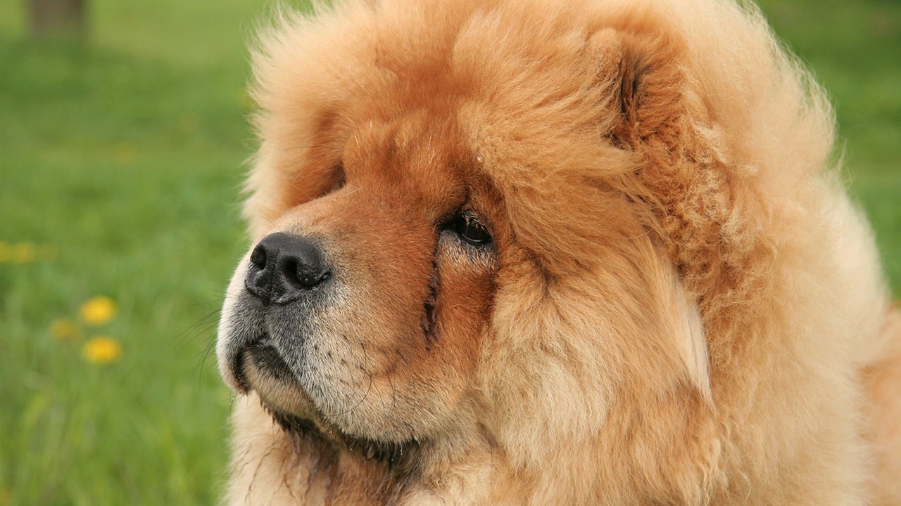 Polizei nimmt Hundewelpen fest, bis das Internet ihn befreit