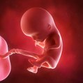 Le développement de l'embryon et du foetus : 1er trimestre