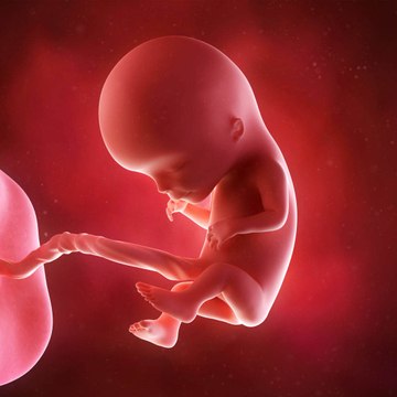 Le développement de l'embryon et du foetus : 1er trimestre