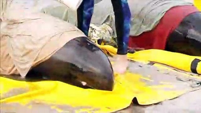 Sechs gestrandete Zwergpottwale gerettet
