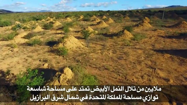 تلال النمل الأبيض تغزو مساحات شاسعة في البرازيل