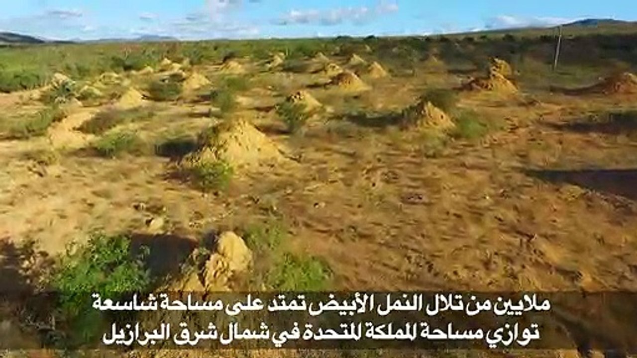 تلال النمل الأبيض تغزو مساحات شاسعة في البرازيل