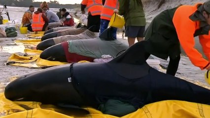 Tragic end to multiple mass whale strandings in New Zealand