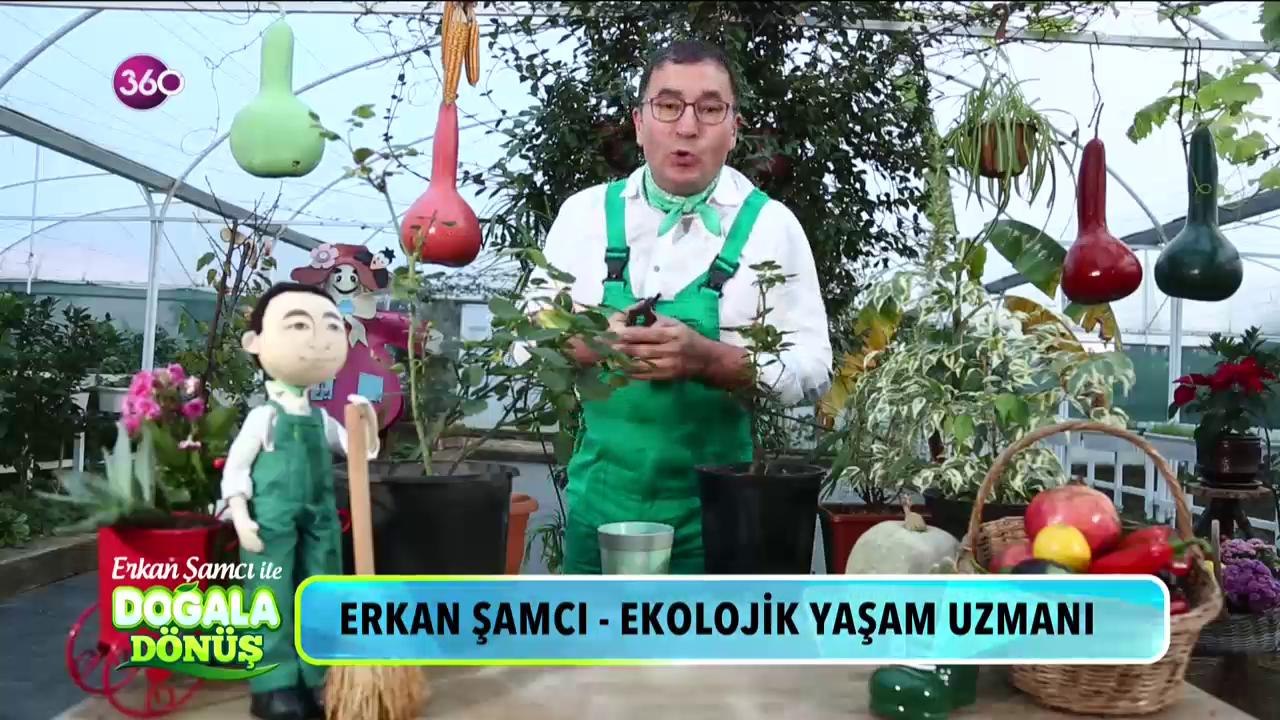 Kışa girerken gül bakımı nasıl olmalı?