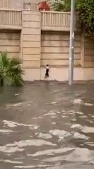 Ce chat se sort de cette mauvaise situation de justesse... joli