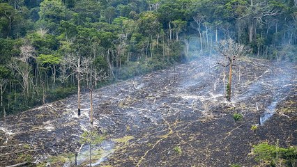 Em um ano, Amazónia perde área equivalente a cinco vezes São Paulo