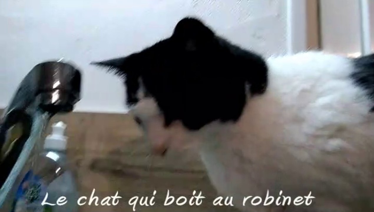Le chat qui boit au robinet