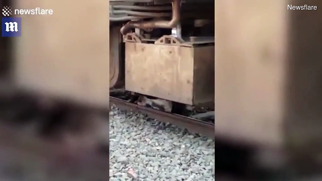 Bull trapped beneath a moving train survives