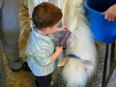 Ozan brushing Horses hair