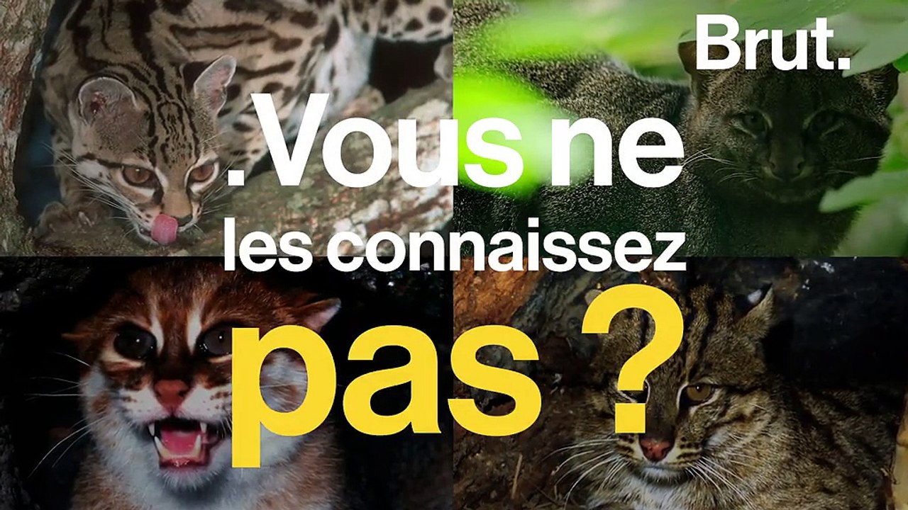 Le margay, le jaguarondi, le chat à tête plate… ces petits cousins du tigre qui sont menacés
