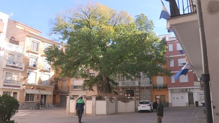 Un olmo de 382 años de Navajas, premio al Mejor Árbol de España