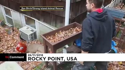 نجات گوزن کوچکی که سرش در سطل گیر کرده بود