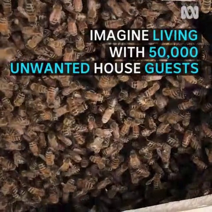 50k Bees Removed from House