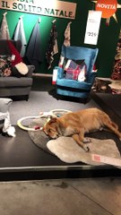 Furniture Store Sets Up Living Area for Stray Dogs