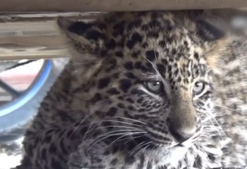 Leopard cub rescued from a Shimla court’s parking lot