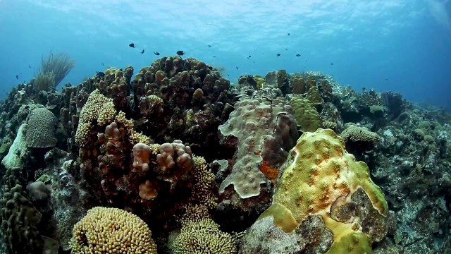 Valet Diving on Bonaire with Buddy Dive at Belmar Oceanfront Apartments