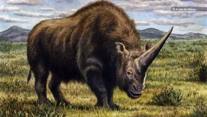 DNA Shows ‘Siberian Unicorn’ Roamed Earth with Humans
