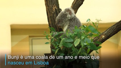 Uma marsupial de mudança
