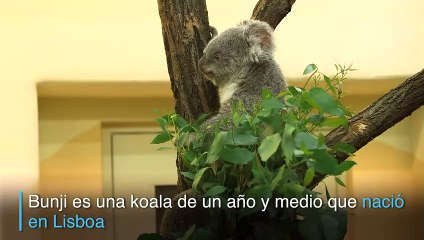 El zoológico de Viena da la bienvenida a la koala Bunji