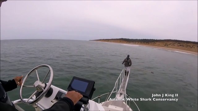 Un grand requin blanc surprend un marin en sautant juste sous ses pieds - Wellfleet, MA