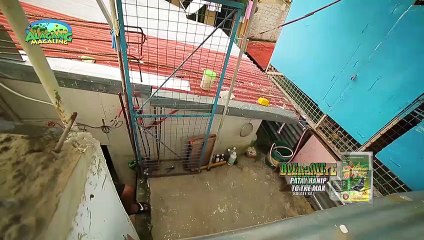 Alagang Magaling S10 Ep11 -face The Fancier - Jesus Delmiguez Jr